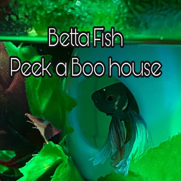 Betta Fish Floating (peek a boo) hideout - Picture 5 of 9